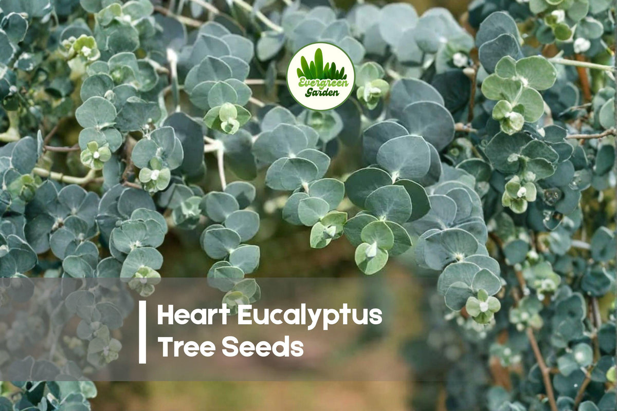 Heart Eucalyptus Seeds – Eucalyptus petraea, Ornamental Tree with Heart-Shaped Foliage, Easy to Grow, Landscaping, Evergreen