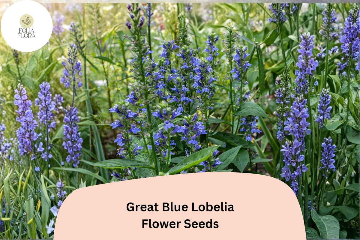 Lobelia siphilitica Seeds – Native Blue Flower Seeds for Rain Gardens & Native Plant Gardens – 500 Seeds