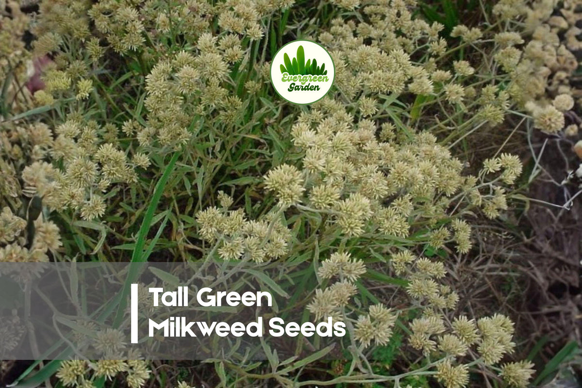 50 Tall Green Milkweed Seeds - Native Perennial Asclepias hirtella for Wildflower Gardens and Pollinator Attracting