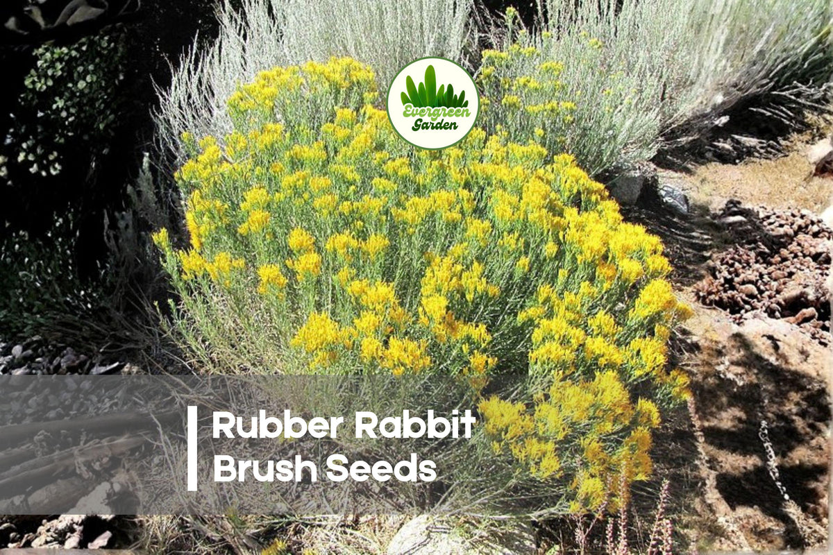 Rubber Rabbit Brush Seeds, 100 Pack, Drought Tolerant Perennial Shrub, Bright Yellow Flowers, Native Pollinator Plant, Ericameria nauseosa