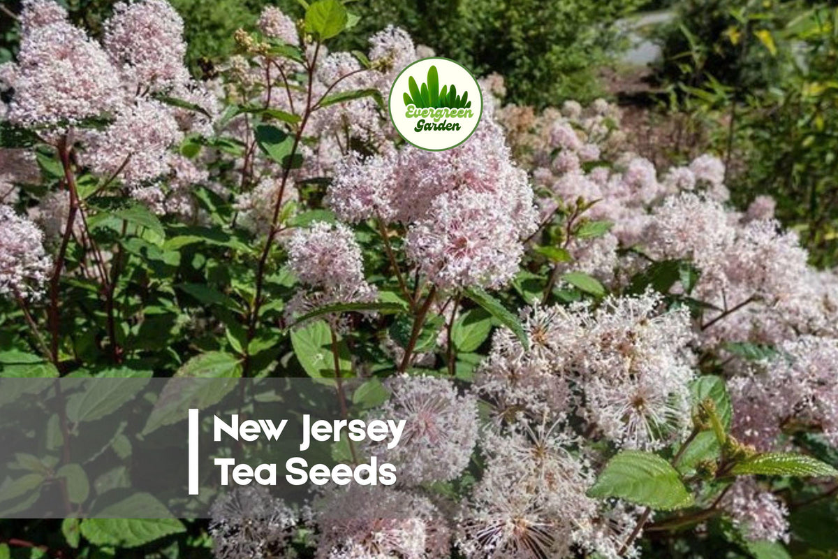 50 New Jersey Tea Seeds - Ceanothus americanus Flowering Shrub for Native Gardens, Pollinator Attractant, Drought Tolerant