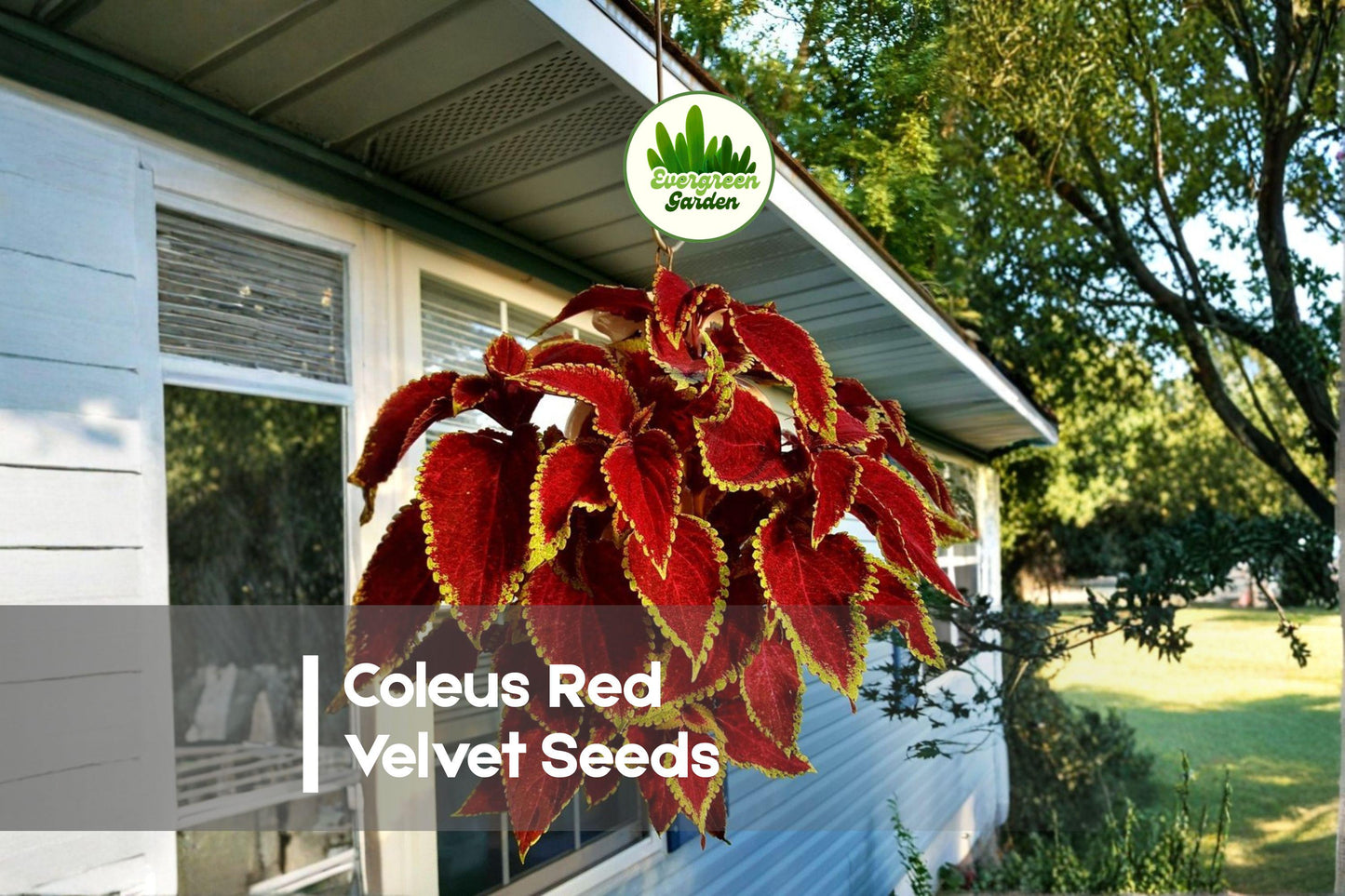 50 Red Velvet Coleus Seeds - Coleus scutellarioides for Shade Gardens, Pots & Borders
