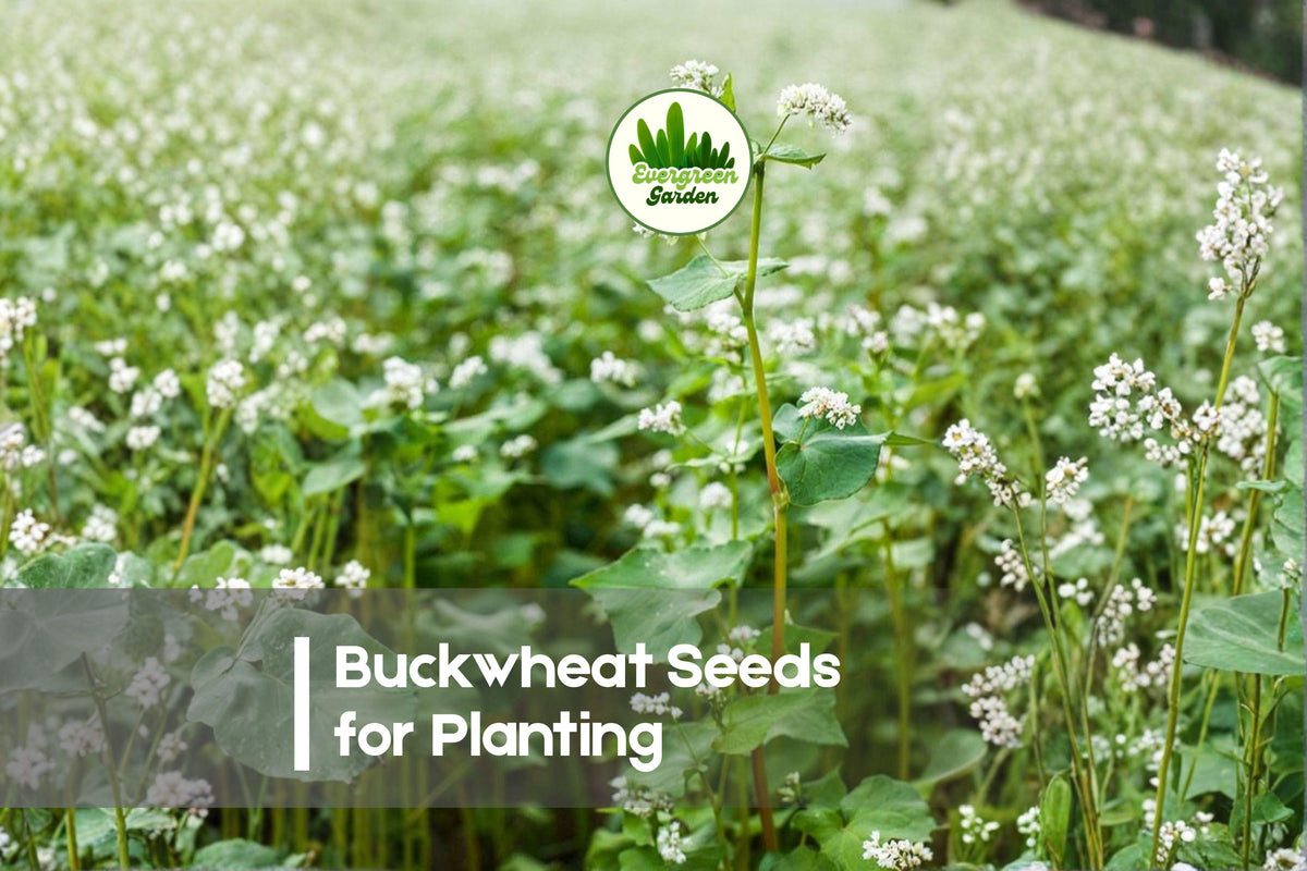 Buckwheat Seeds for Planting - Cover Crop, Pollinator Garden, Fagopyrum esculentum, Fast-Growing, Soil Improvement