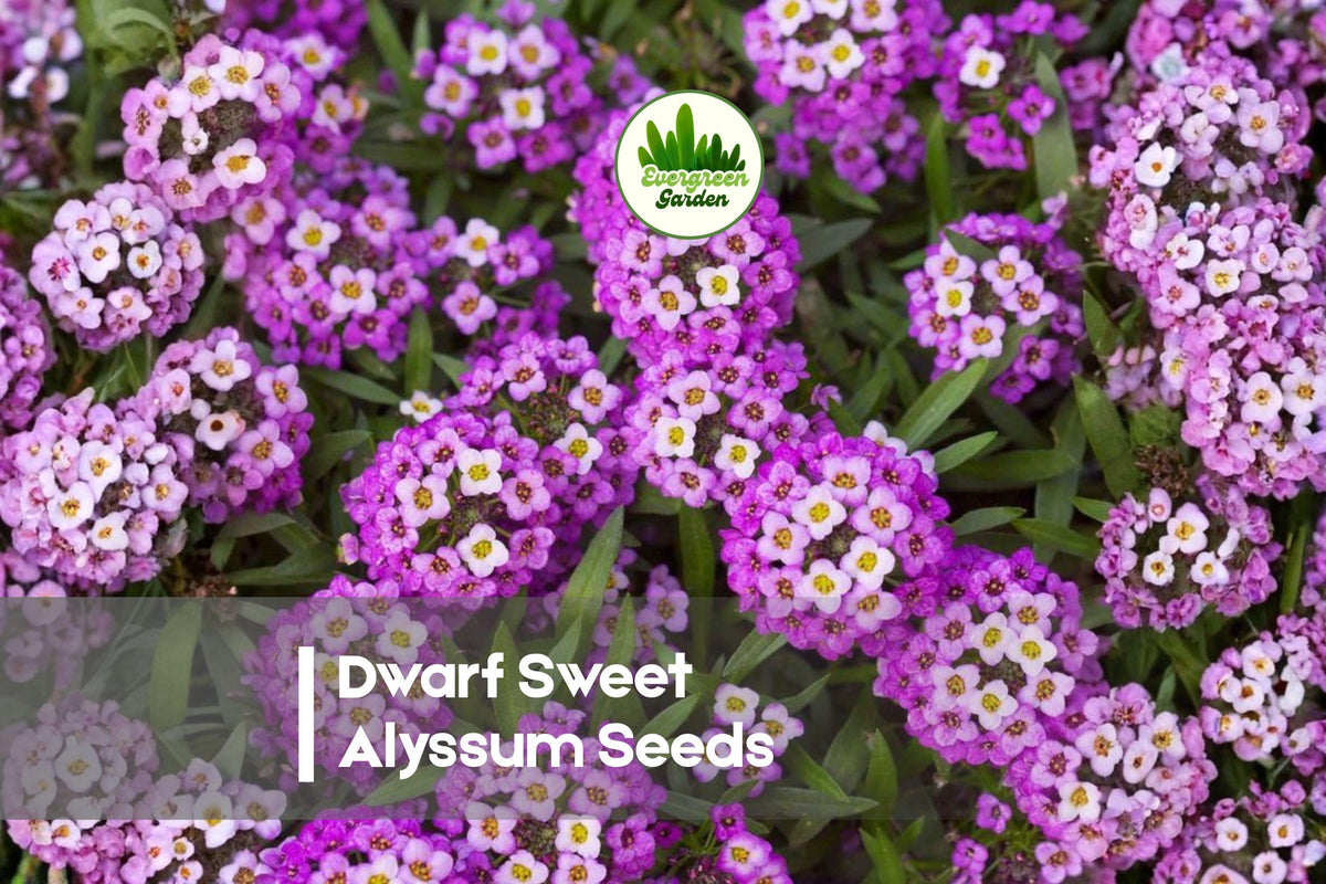 100 Dwarf Sweet Alyssum Seeds - Royal Carpet Lobularia maritima for Ground Cover, Borders, Containers, Fragrant, Easy to Grow