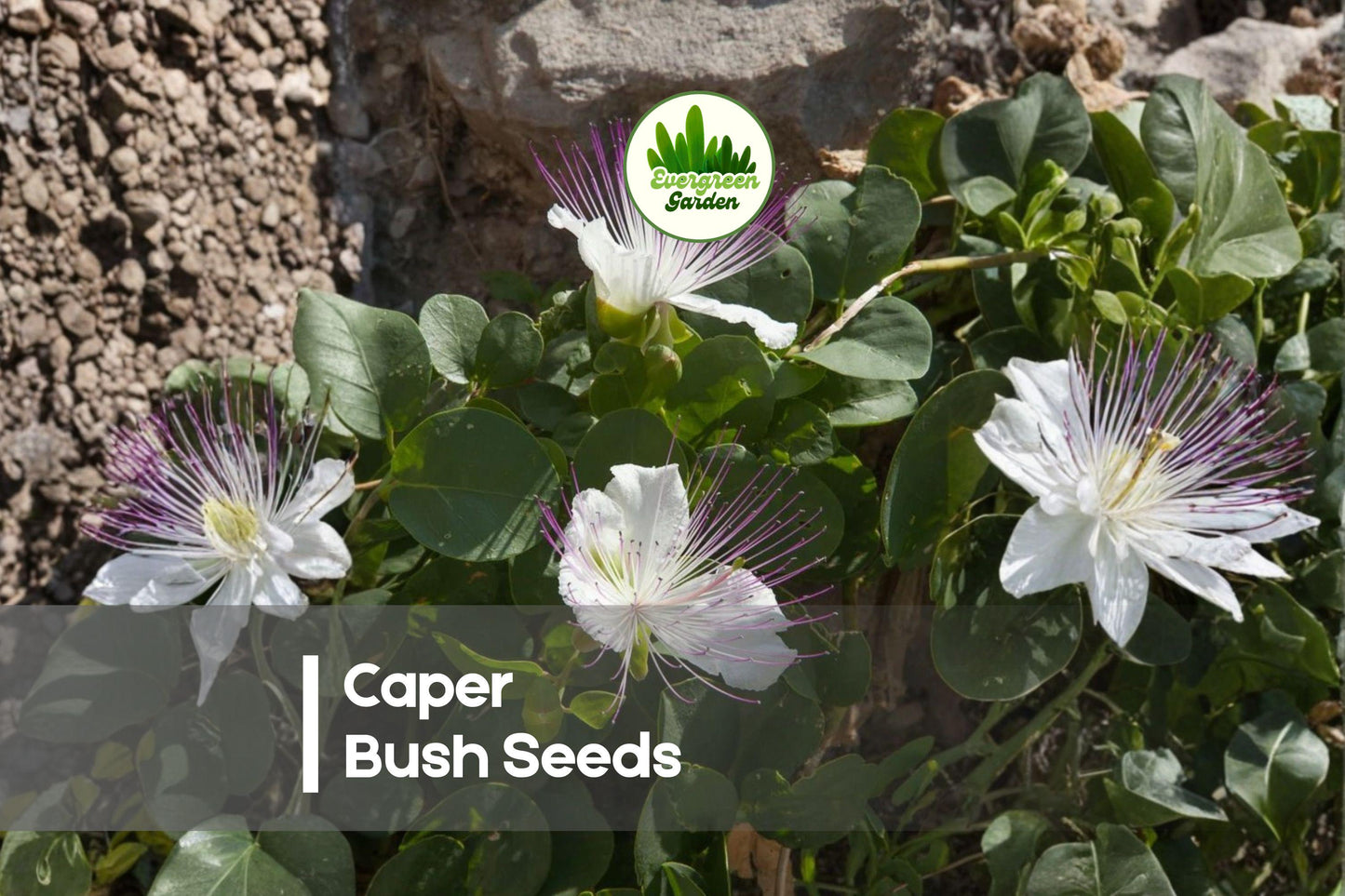 30 Caper Bush Seeds - Capparis spinosa Drought-Tolerant Mediterranean Shrub with White Flowers for Dry Gardens & Containers