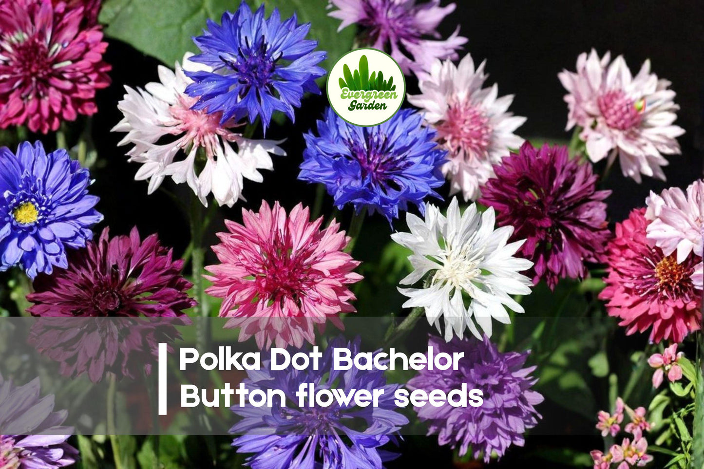 Polka Dot Bachelor Button Seeds, Mixed Speckled Colors, Easy-to-Grow Annual Flowers, Centaurea cyanus