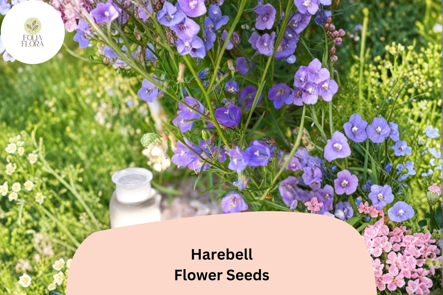 Campanula rotundifolia Seeds | Harebells Native Purple Perennial Flower Seeds for Garden Planting