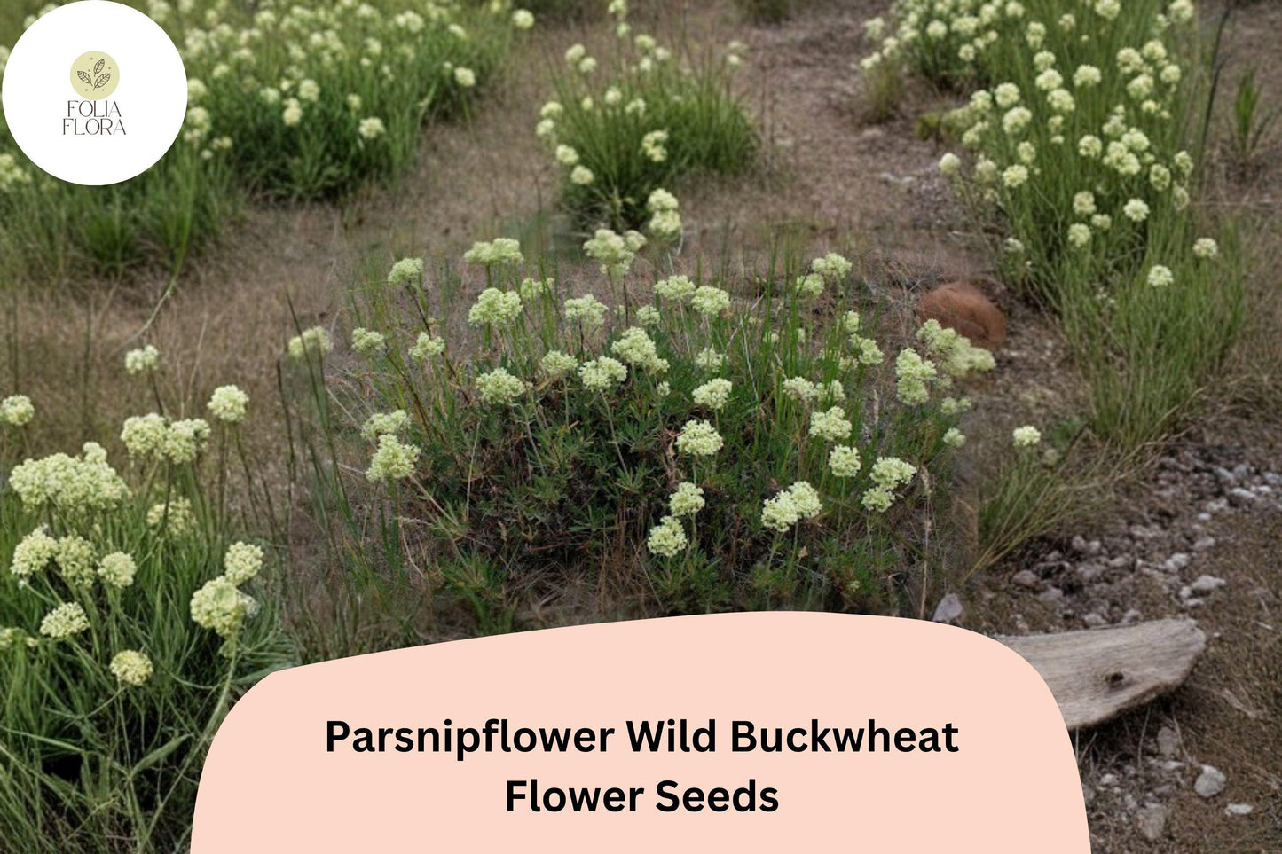 Eriogonum heracleoides Seeds | Parsnipflower Wild Buckwheat Native Perennial with White Flowers, Drought Tolerant, 50 Seeds