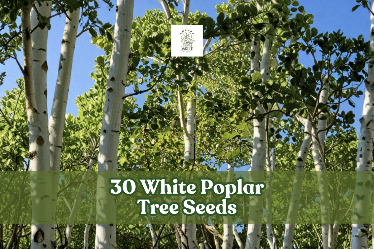 White Poplar Tree Seeds – 30 Non-GMO Populus alba Fast-Growing Ornamental Shade Tree for Gardens and Landscapes