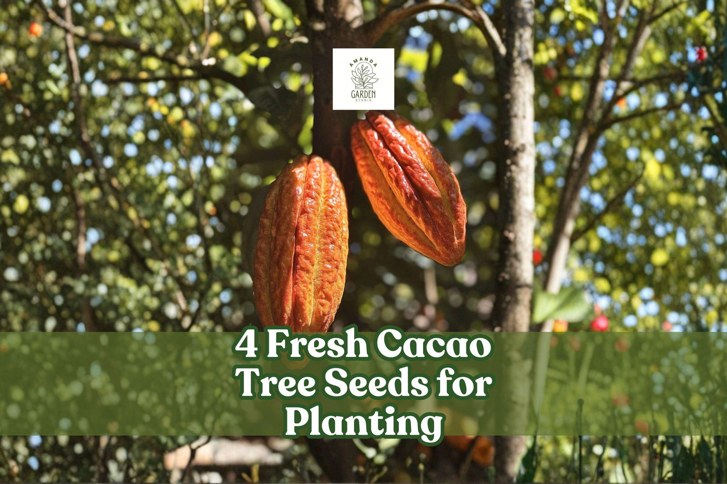 Fresh Theobroma cacao Seeds – Tropical Cacao Tree for Planting, Exotic Fruit Tree, Green Foliage, Wet Seeds