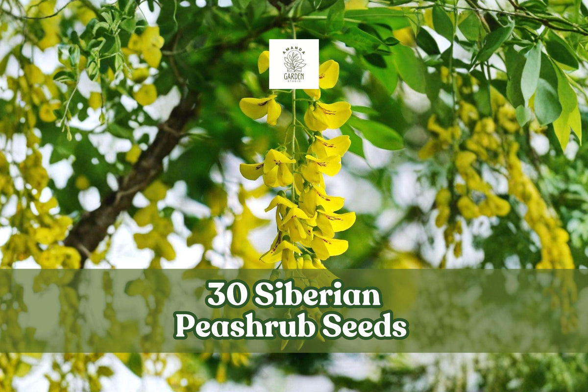 30 Siberian Peashrub Seeds | Caragana arborescens | Hardy Flowering Shrub with Yellow Blooms for Landscaping