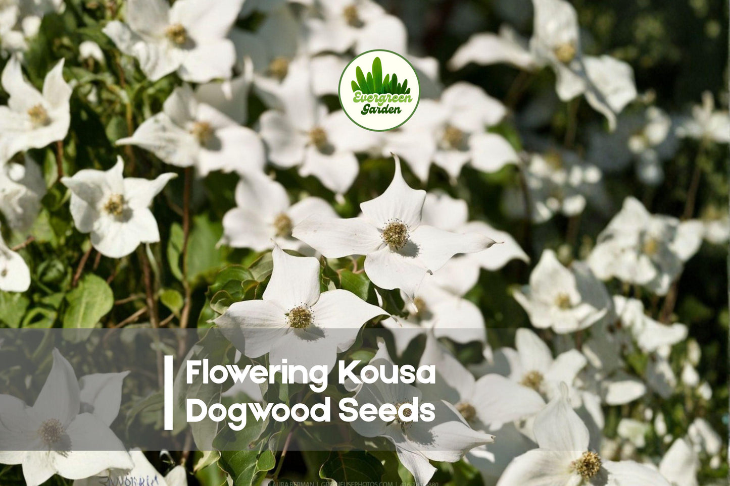 Flowering Kousa Dogwood Seeds - Cornus kousa, Ornamental Tree, White Flowers, Red Fall Berries, Landscape Gardening, 50 Seeds