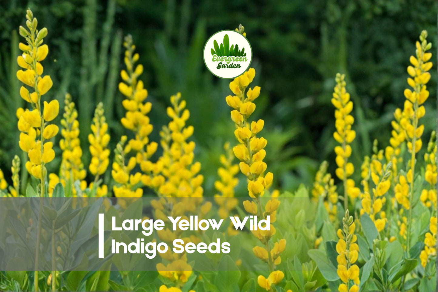 50 Large Yellow Wild Indigo Seeds - Baptisia sphaerocarpa Perennial for Native Gardens, Borders, Pollinator Gardens