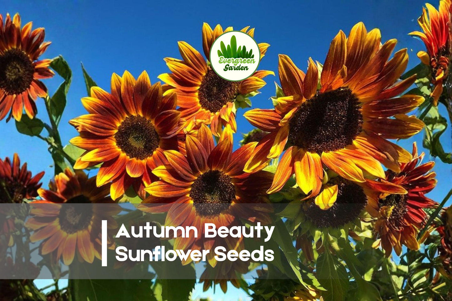 Autumn Beauty Sunflower Seeds – 50 Pack, Warm Fall Colors, Tall Branching Helianthus annuus, Pollinator Friendly, Easy to Grow