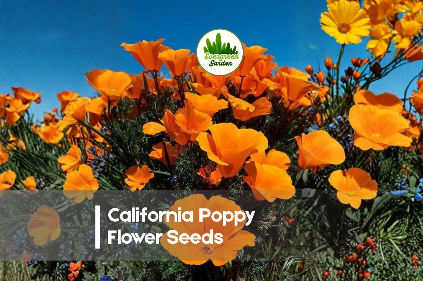 Bulk 5,000 California Poppy Seeds | Bright Orange & Yellow Wildflower | Eschscholzia californica for Gardens & Meadows
