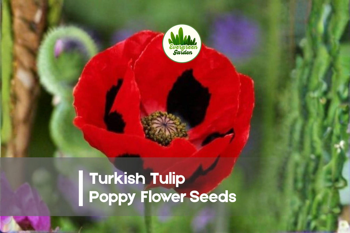 50 Turkish Tulip Poppy Flower Seeds - Ornamental Papaver glaucum with Tulip-Shaped Blooms for Gardens and Borders