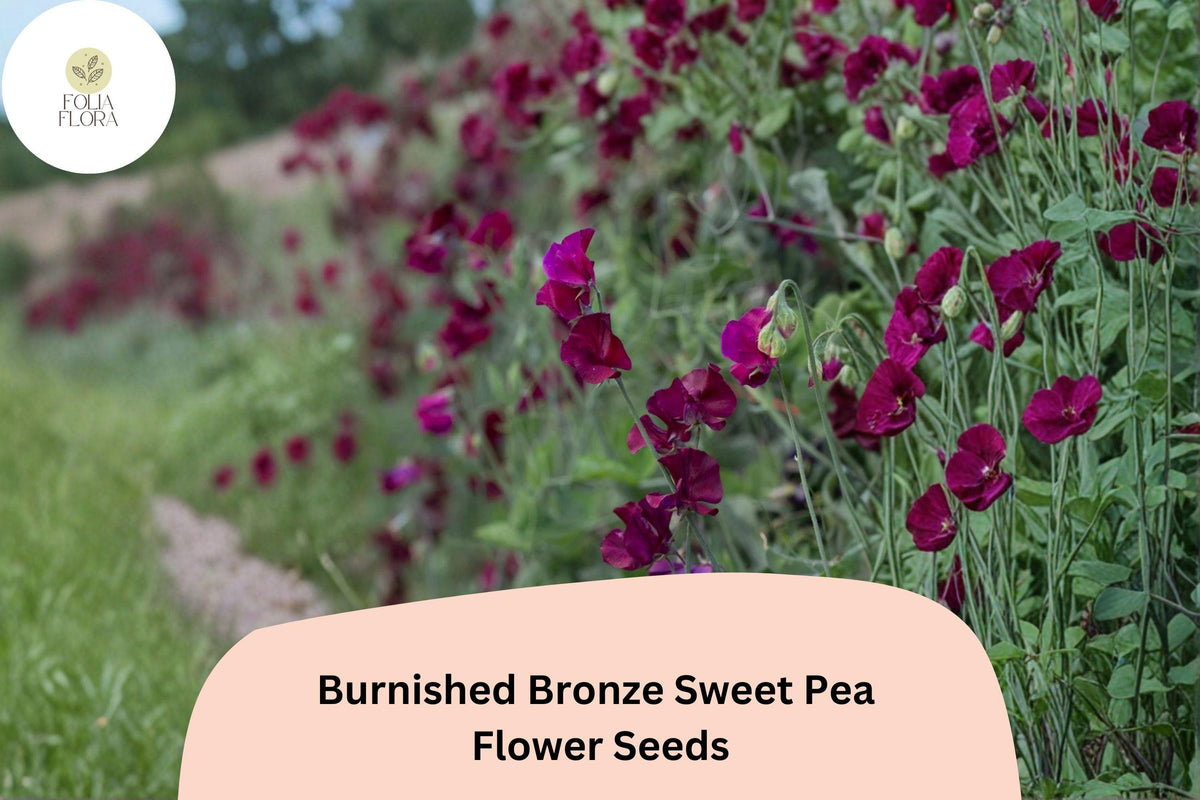 Burnished Bronze Sweet Pea Seeds | Climbing Annual Flower with Copper and Rose Blooms | Lathyrus odoratus