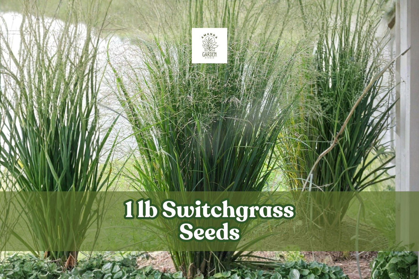1 lb Switchgrass Seeds for Planting | Panicum virgatum Native Prairie Grass for Landscaping & Conservation