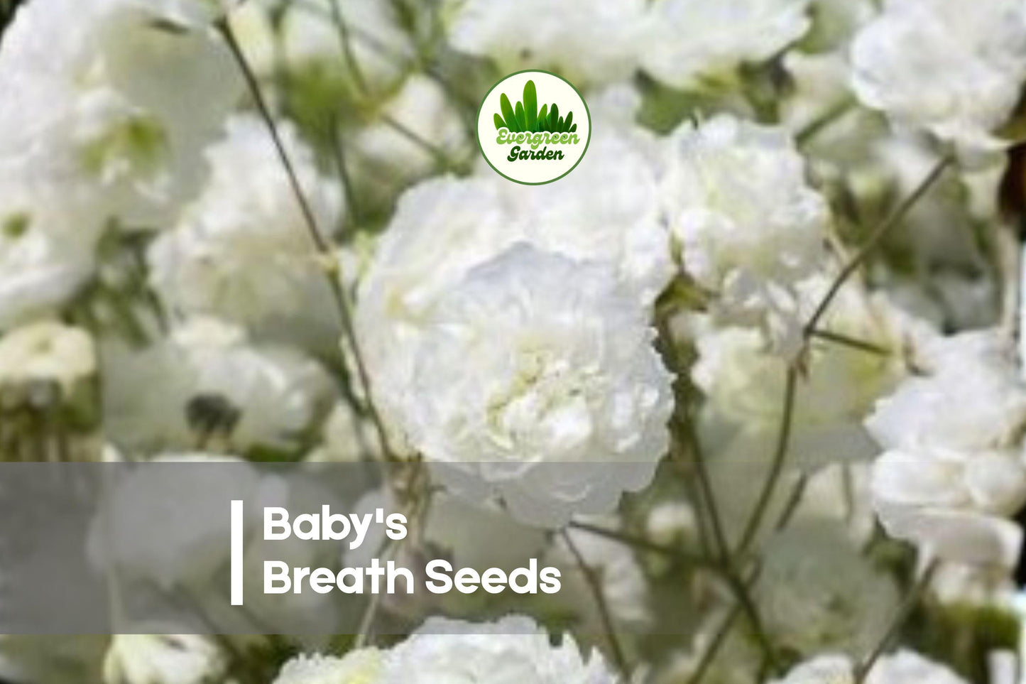 Baby's Breath Seeds 1,000 Gypsophila elegans Annual Flower for Borders, Bouquets & Dried Arrangements