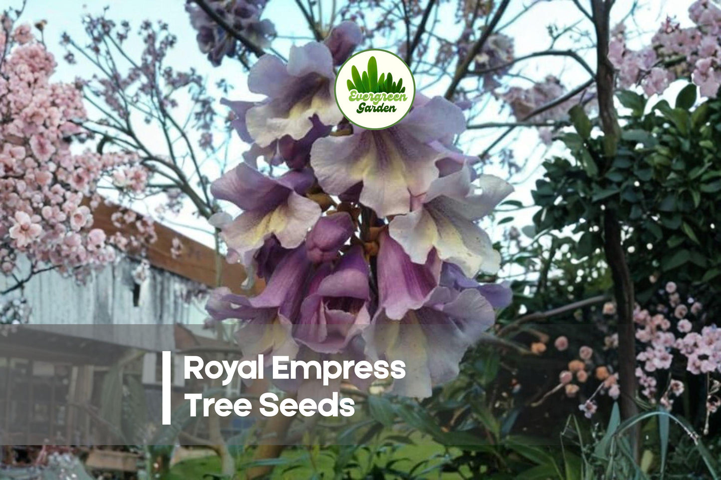 50 Royal Empress Tree Seeds - Fast-Growing Paulownia tomentosa with Lavender Purple Blooms and Broad Foliage for Landscaping