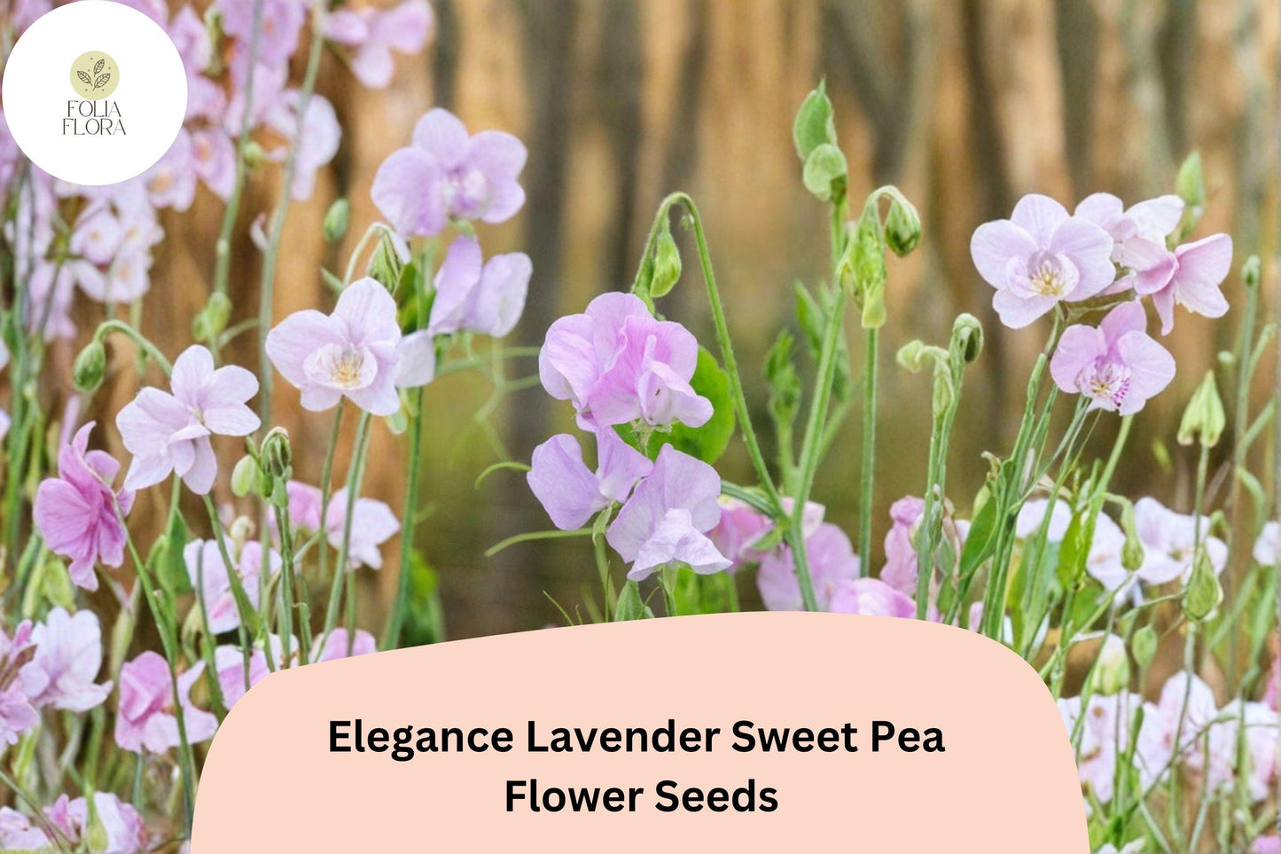 Elegance Lavender Sweet Pea Seeds | Climbing Flower Vine | Lathyrus odoratus | Lavender Blooms | Cool-Season Annual