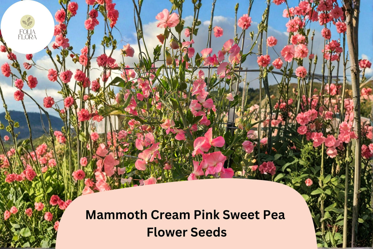Mammoth Cream Pink Sweet Pea Seeds | Climbing Flower Vine | Lathyrus odoratus | 50+ Seeds