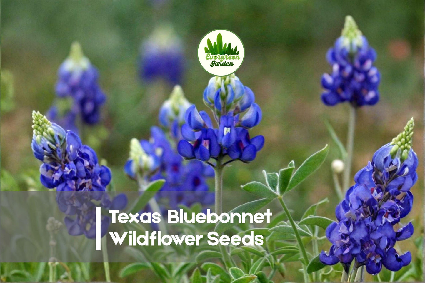 Texas Bluebonnet Wildflower Seeds – Lupinus texensis, Native Spring Blooming, Pollinator Friendly, 100 Pack