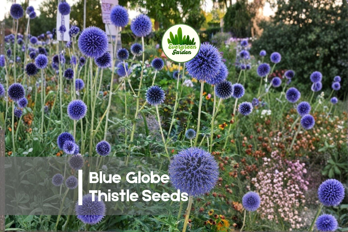 25 Blue Globe Thistle Seeds - Echinops ritro, Drought Tolerant Perennial for Borders, Pollinator Gardens & Dried Flowers