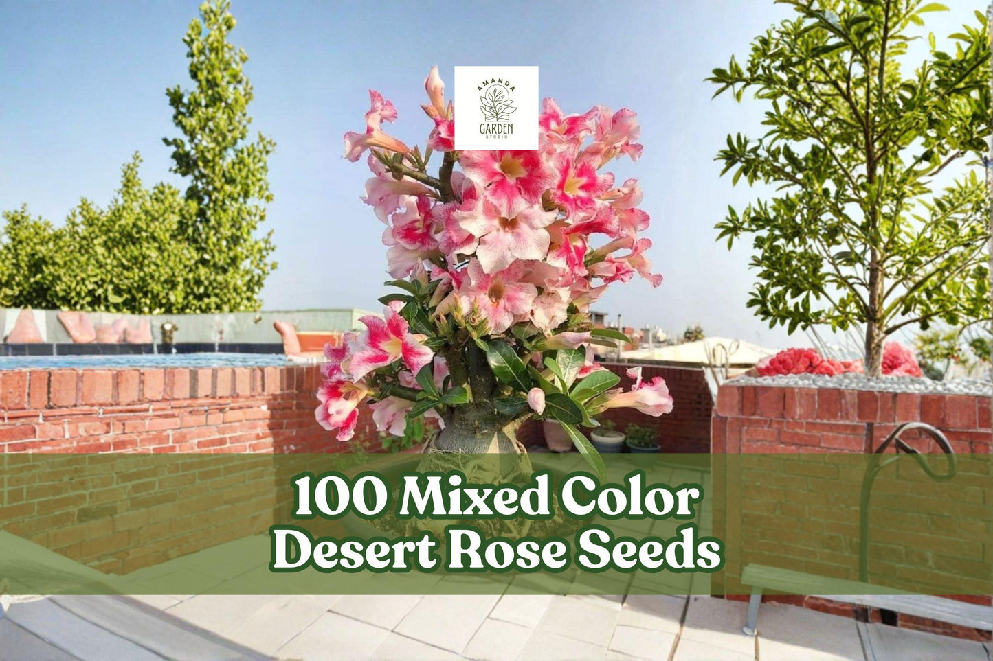 100 Mixed Color Desert Rose Seeds | Adenium Obesum Flowering Succulent for Ornamental Gardening