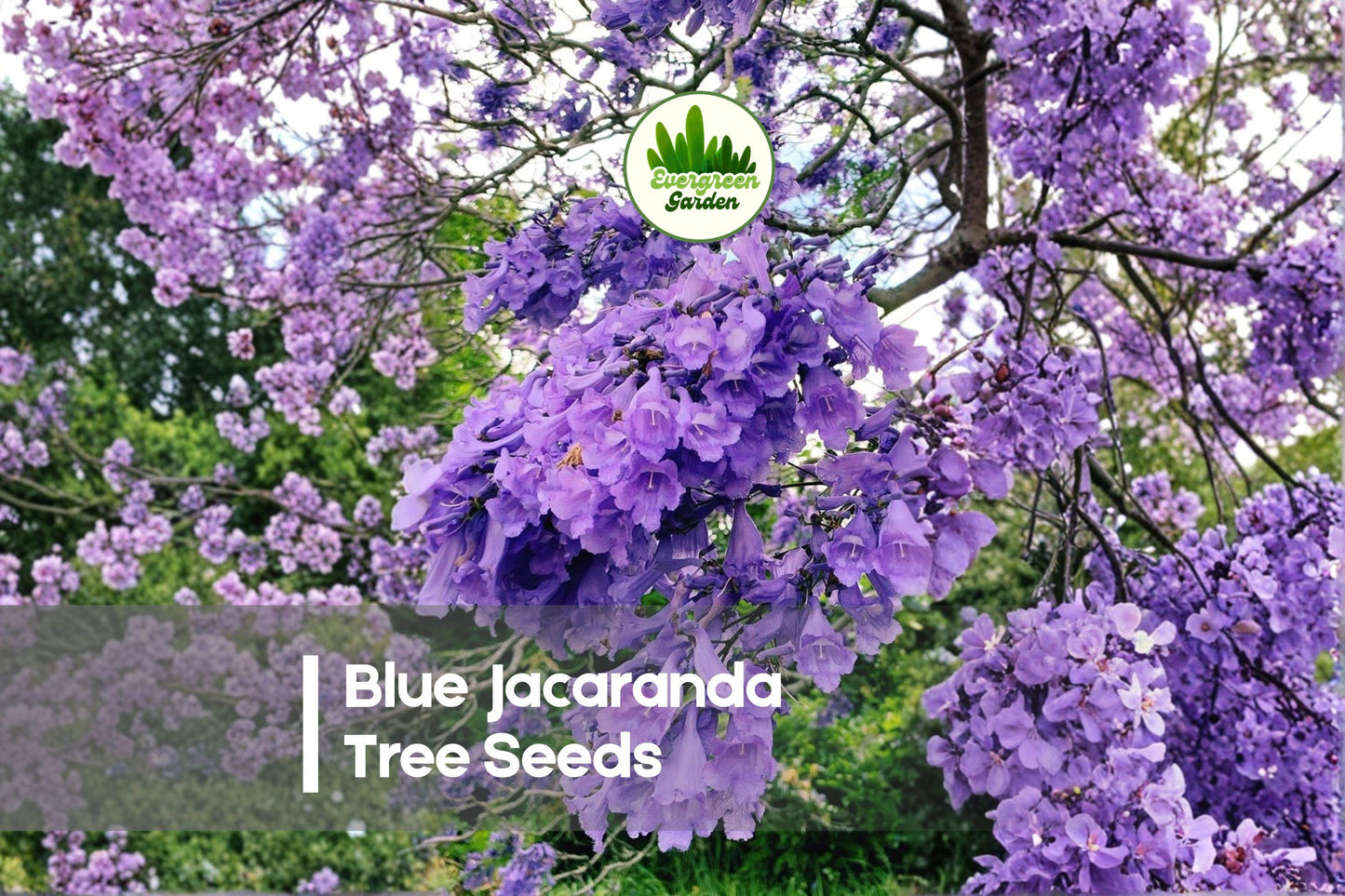 Blue Jacaranda Tree Seeds - 50 Fresh Jacaranda mimosifolia Flowering Seeds for Ornamental Gardens and Landscaping