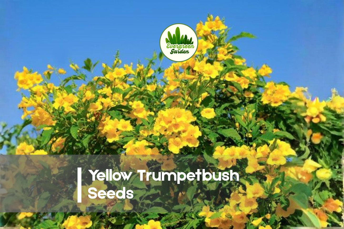 20 Yellow Trumpetbush Seeds - Tecoma stans Rare Ornamental Flowering Shrub with Bright Yellow Trumpet Blooms for Gardens and Landscaping