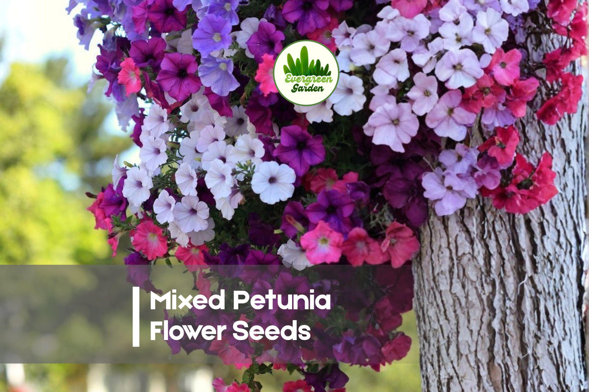 1000 Mixed Petunia Flower Seeds - Vibrant Colors, Continuous Blooms, Easy Grow, Petunia hybrida for Gardens, Containers & Borders