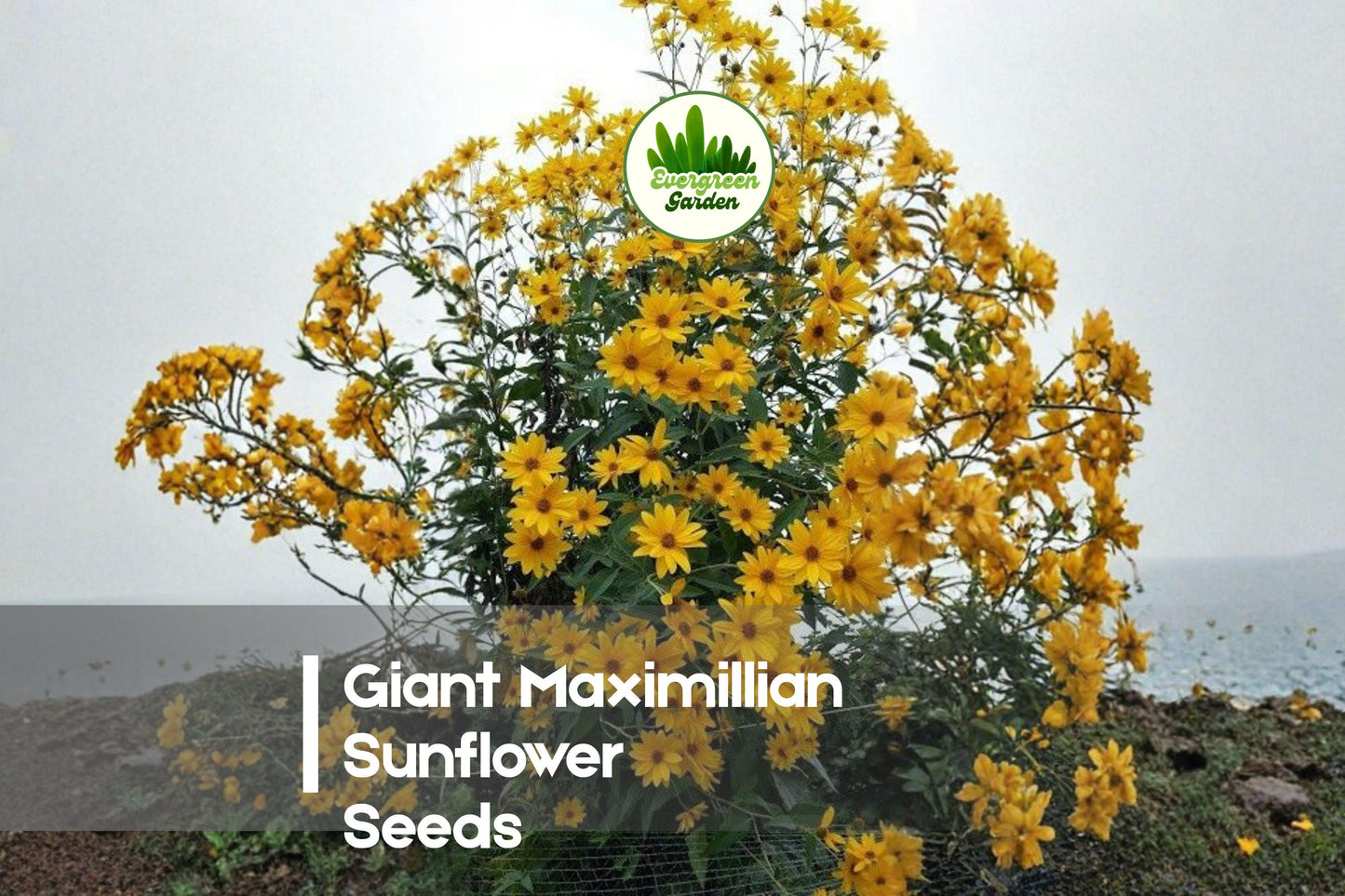 200+ Maximilian Sunflower Seeds | Tall Perennial Helianthus maximiliani | Bright Golden Blooms for Pollinator Gardens