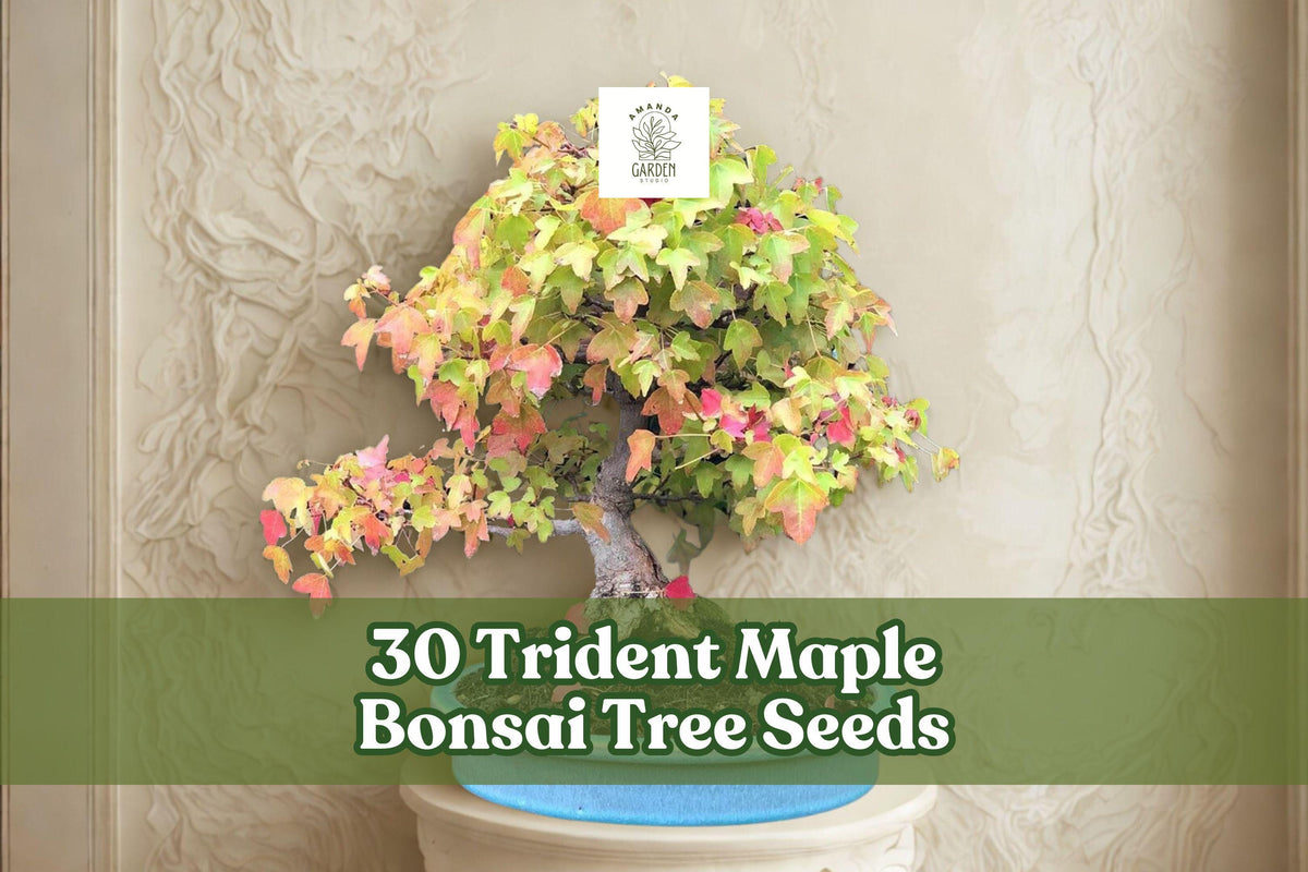 30 Trident Maple Bonsai Tree Seeds | Acer buergerianum | Deciduous Bonsai for Container Growing