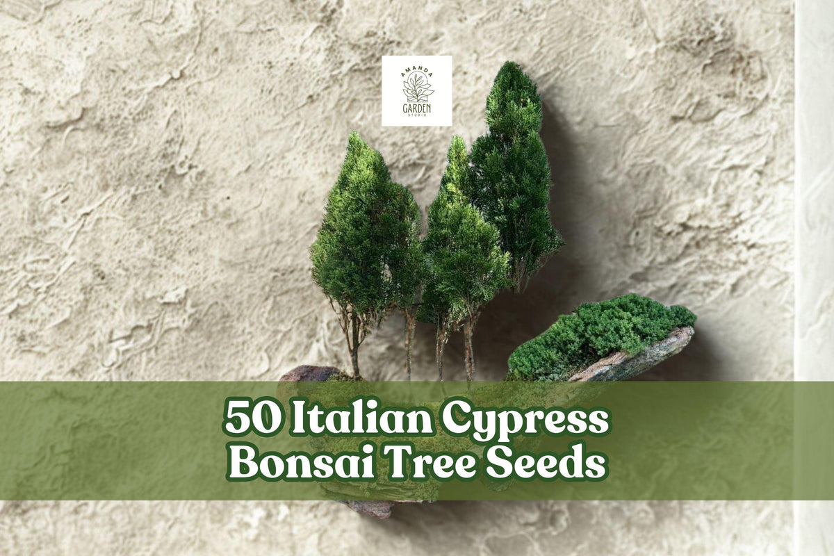 Italian Cypress Bonsai Seeds - Cupressus sempervirens, Evergreen Conifer, Mediterranean Ornamental, 50 Seeds