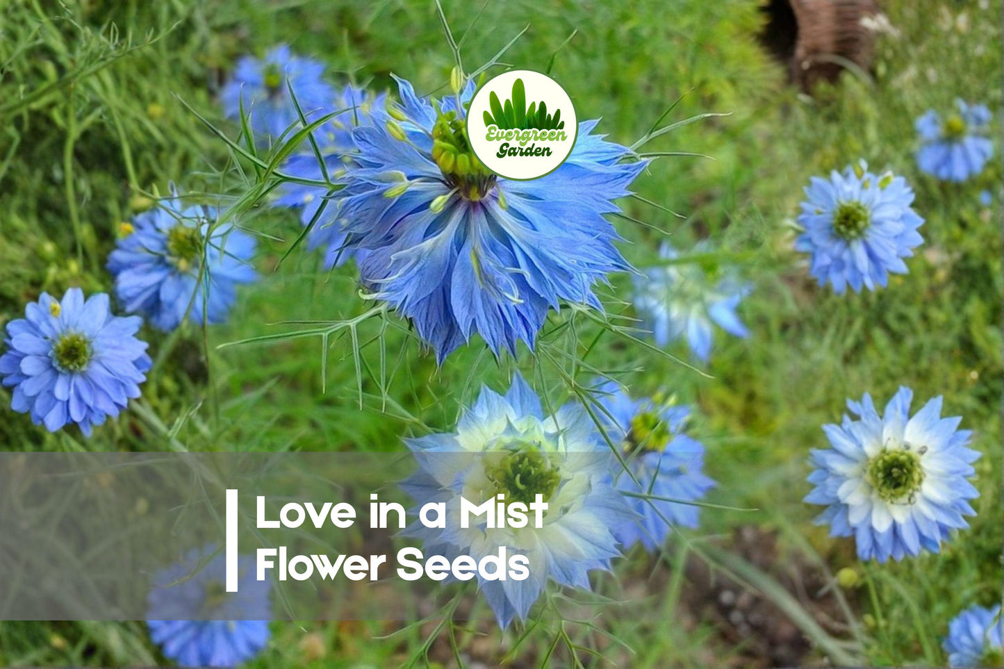 Love in a Mist Seeds 1,000 Nigella damascena Annual Flower for Cottage Gardens, Borders & Cut Flowers