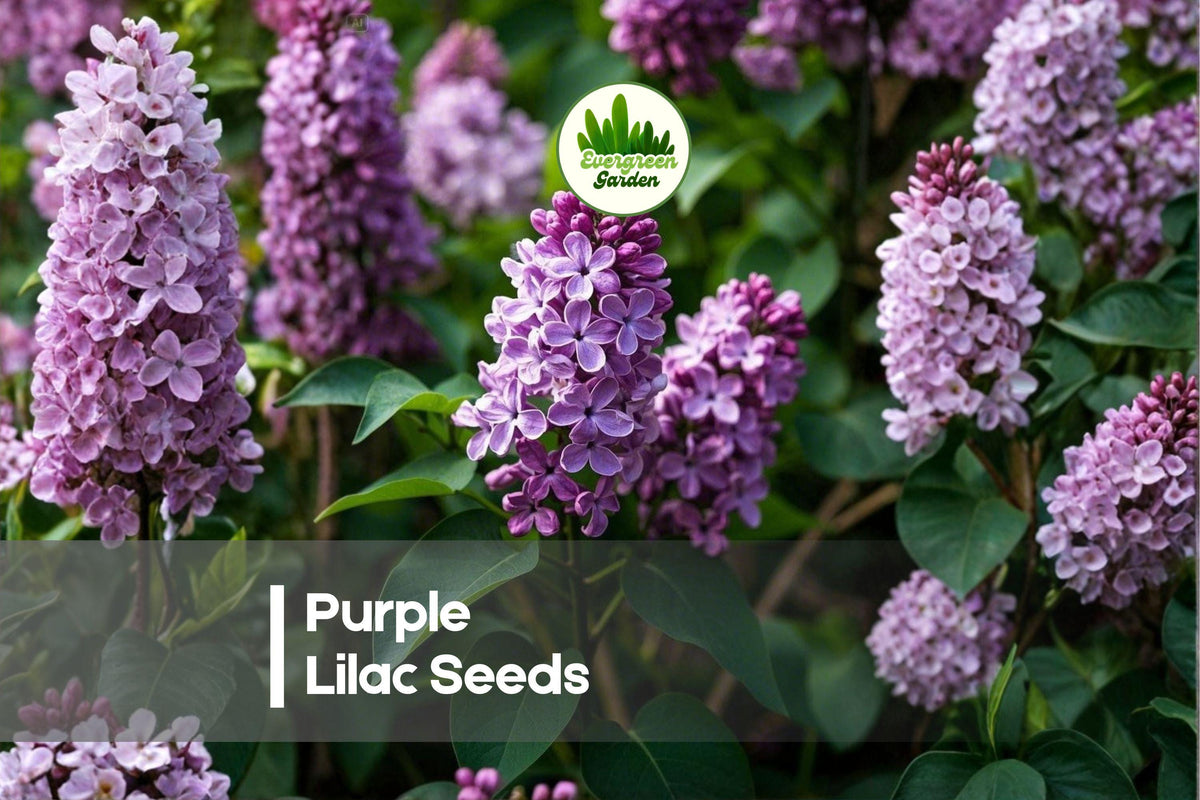 Purple Lilac Seeds - 40 Pack of Syringa vulgaris for Fragrant Spring Blooms, Ornamental Shrubs, Garden Landscaping