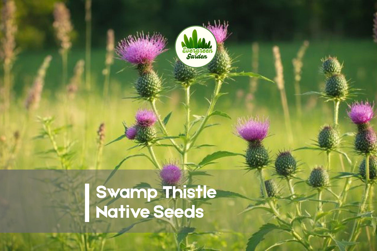 100 Swamp Thistle Seeds - Native Wildflower, Purple Blooms, Pollinator Attractant, Cirsium muticum, Wet Soil Tolerant