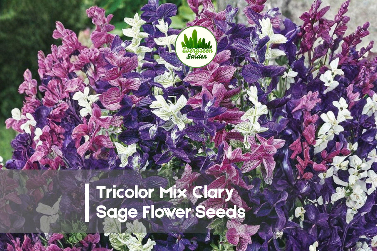 100 Tricolor Mix Clary Sage Flower Seeds | Salvia sclarea | Ornamental, Pollinator-Friendly, Tall Flowering Spikes