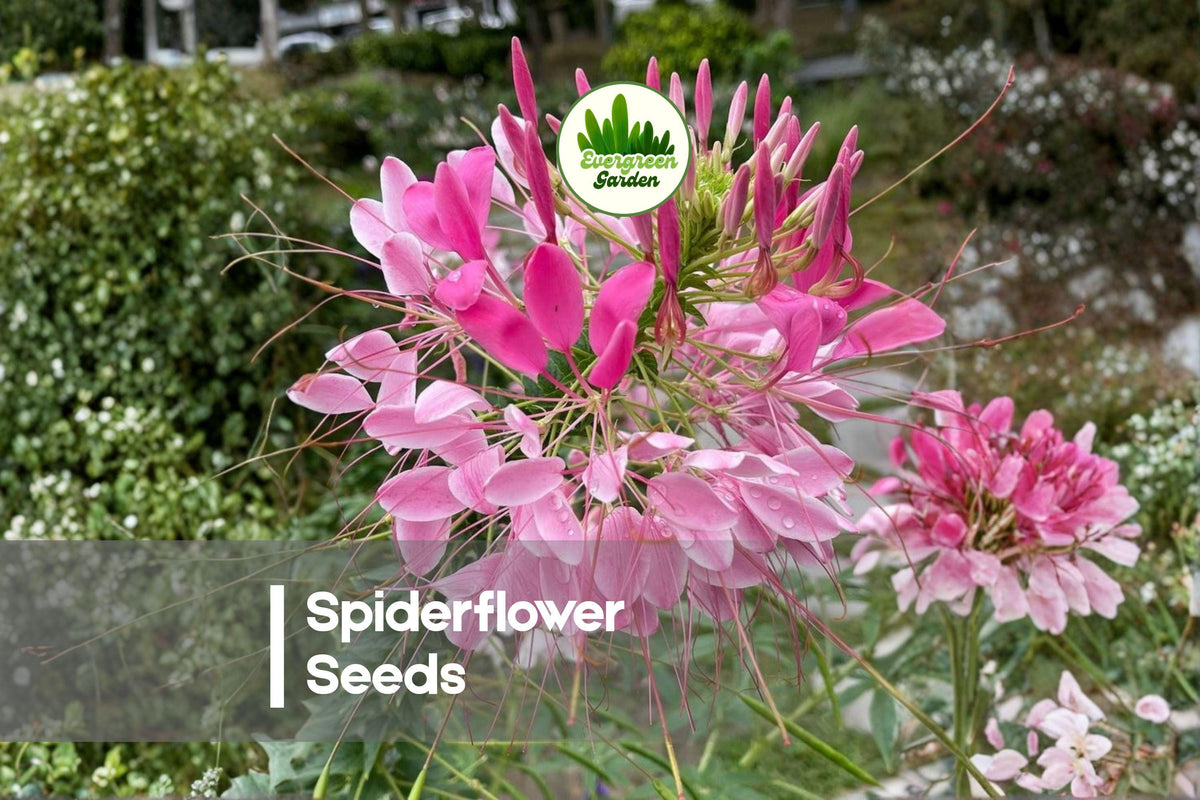 500 Spiderflower Seeds - Mixed Color Cleome hassleriana, Tall Annual Flower for Borders and Garden Beds