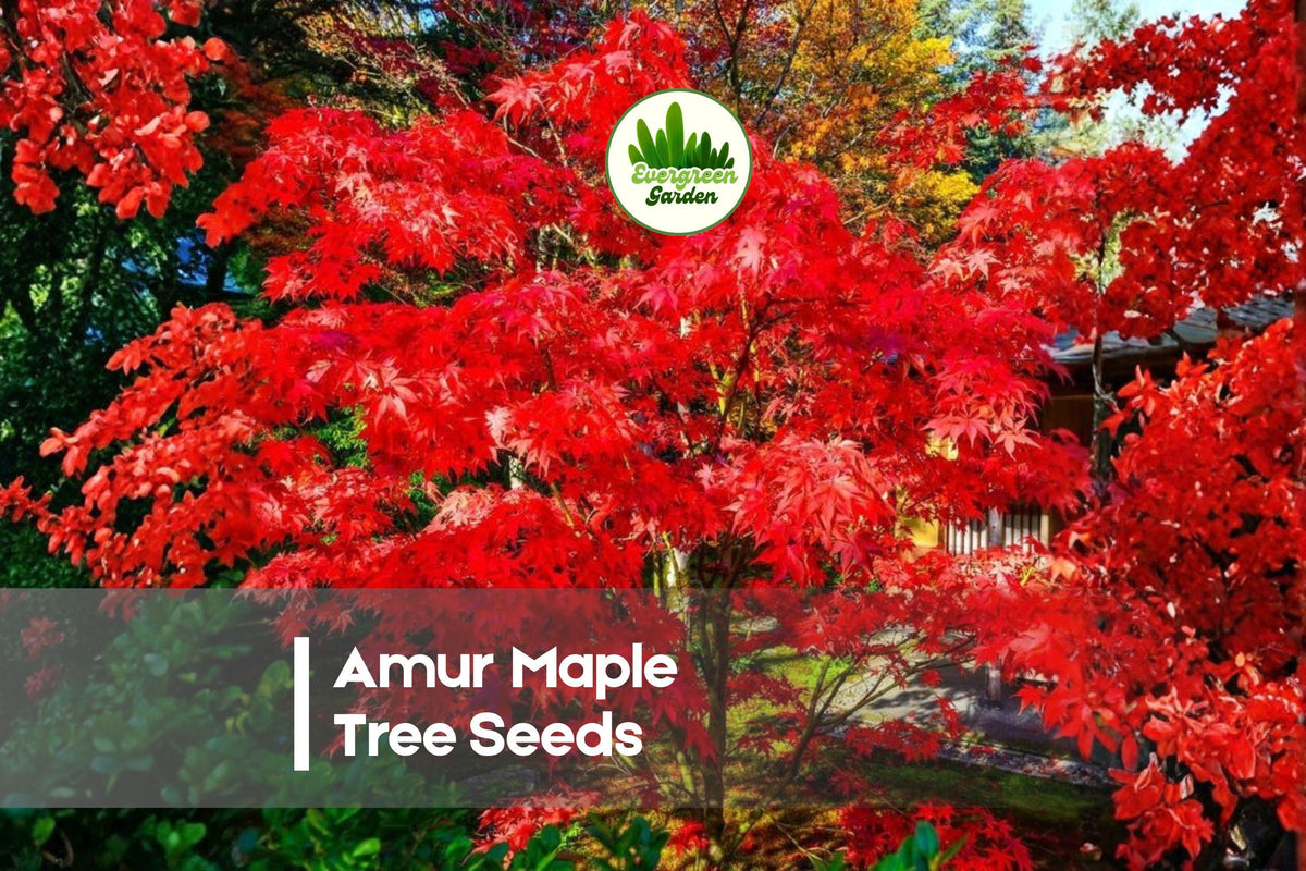 30 Amur Maple Tree Seeds Acer tataricum var. ginnala, Ornamental Deciduous Tree for Landscaping & Bonsai