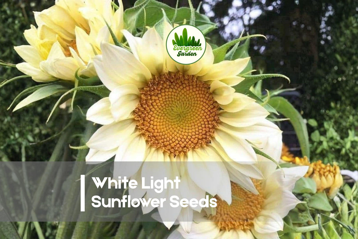 White Light Sunflower Seeds - 20 Pack, Helianthus annuus, Rare Pale White Flower Seeds for Garden, Cut Flowers & Pollinator Gardens