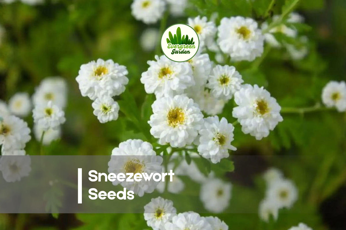 200 Sneezewort Seeds - Achillea ptarmica Perennial Wildflower Seeds for Borders, Meadows, Pollinator Gardens