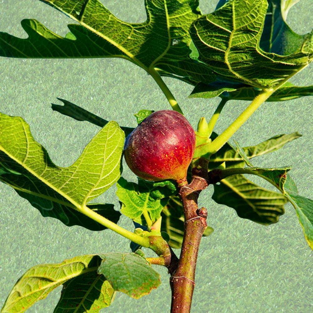 100+ Hardy Chicago Fig Seeds – Ficus carica, Cold-Hardy Edible Fruit, Garden & Container Planting, USA Sourced
