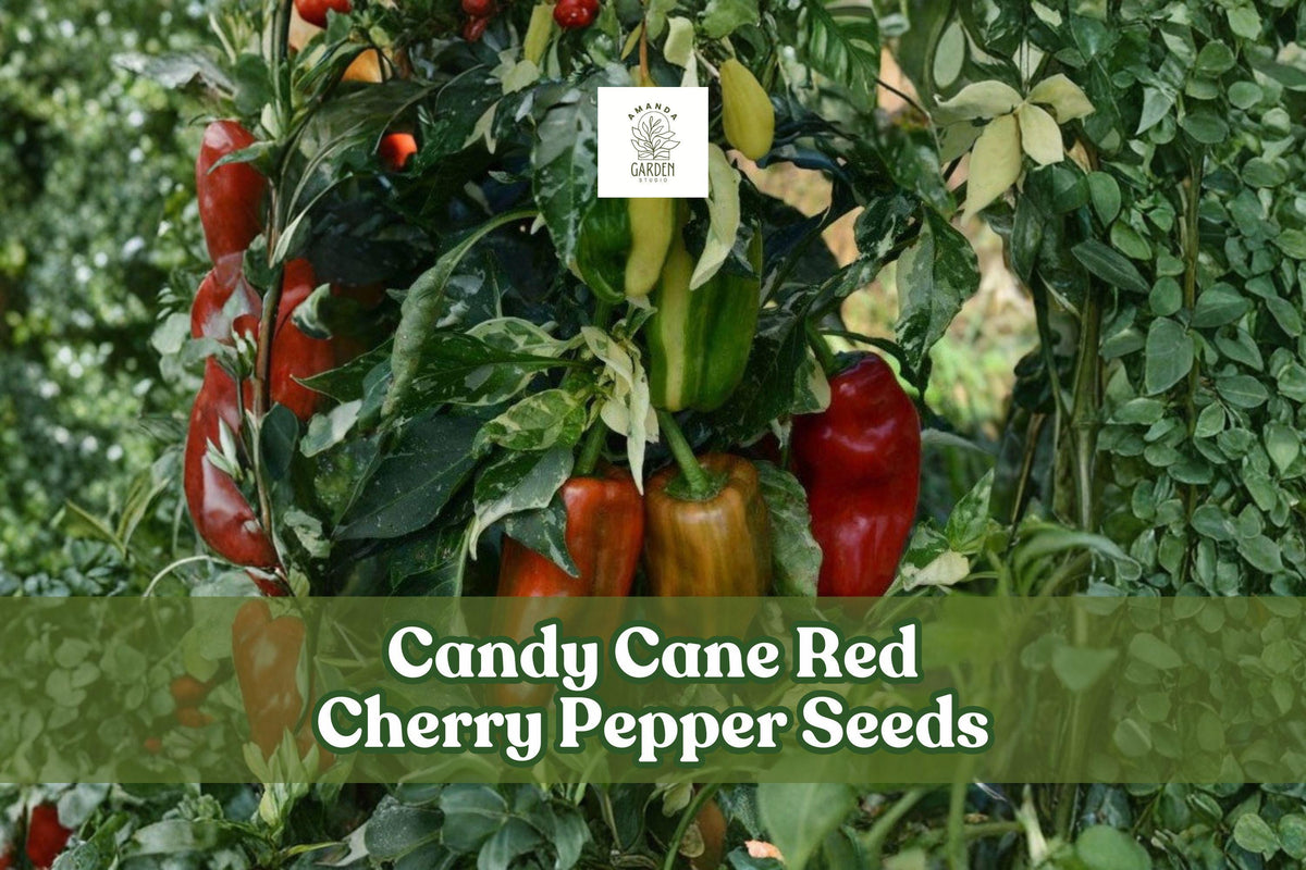 Candy Cane Red Cherry Pepper Seeds – Striped Sweet Capsicum annuum for Garden, Container, Patio Growing