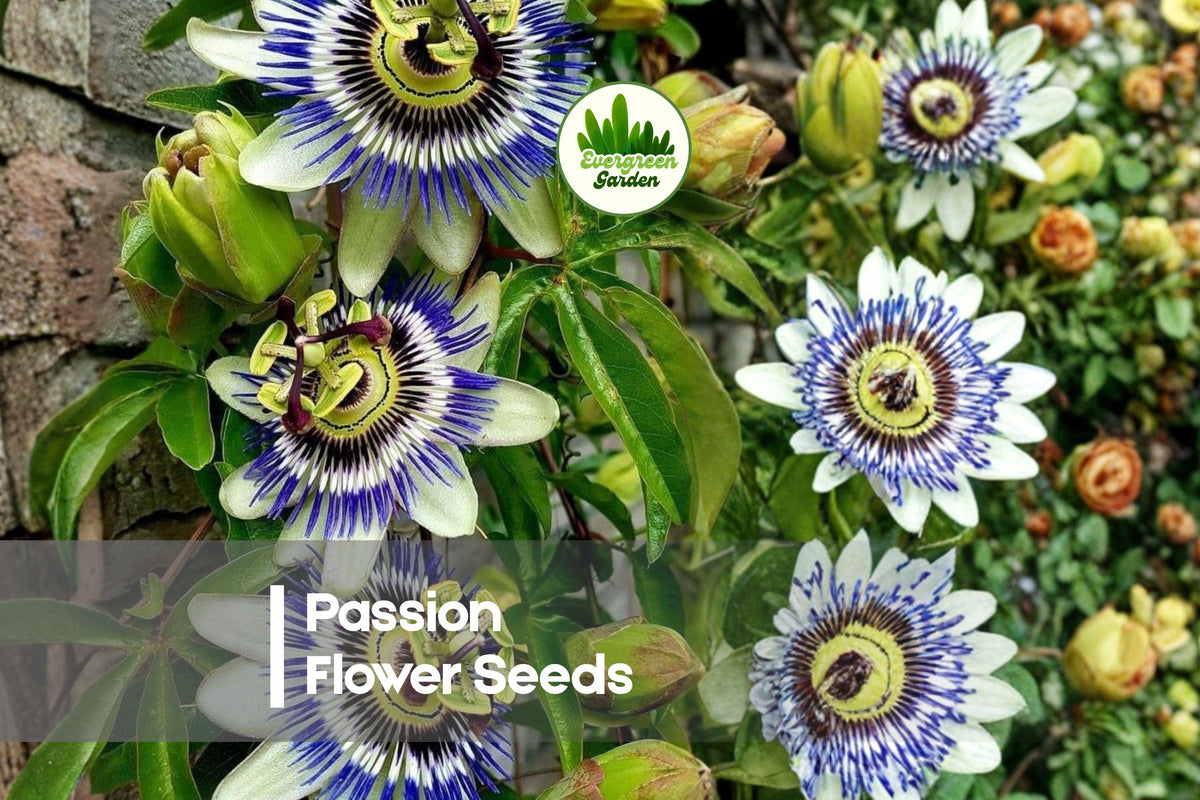 50 Passion Flower Seeds, Exotic Climbing Vines, Passiflora Species, Garden Trellises & Fences