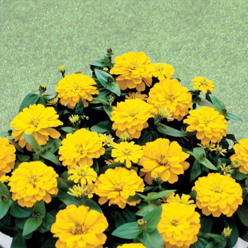 Magellan Yellow Zinnia Seeds, 100+ Fresh Viable Flower Seeds for Garden Beds, Borders & Containers, Bright Yellow Blooms, Easy to Grow