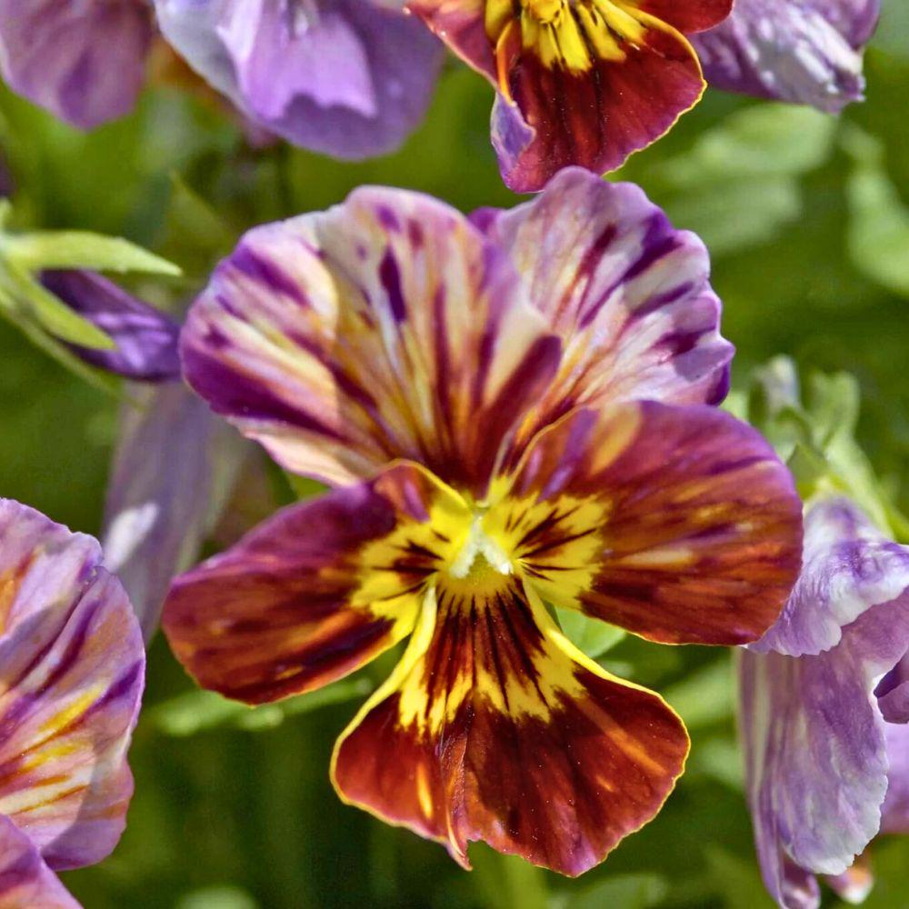 Brush Strokes Pansy Seeds, Viola × wittrockiana, Multicolor Flower Seeds for Gardens, Containers & Borders