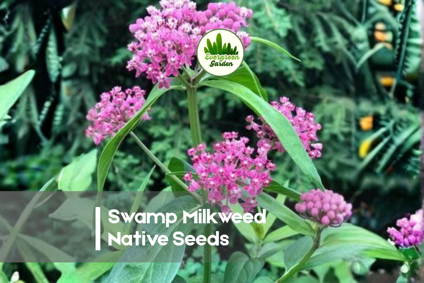 100 Swamp Milkweed Seeds - Native Asclepias incarnata Perennial for Wetlands, Pollinator Gardens, Butterfly Attractant