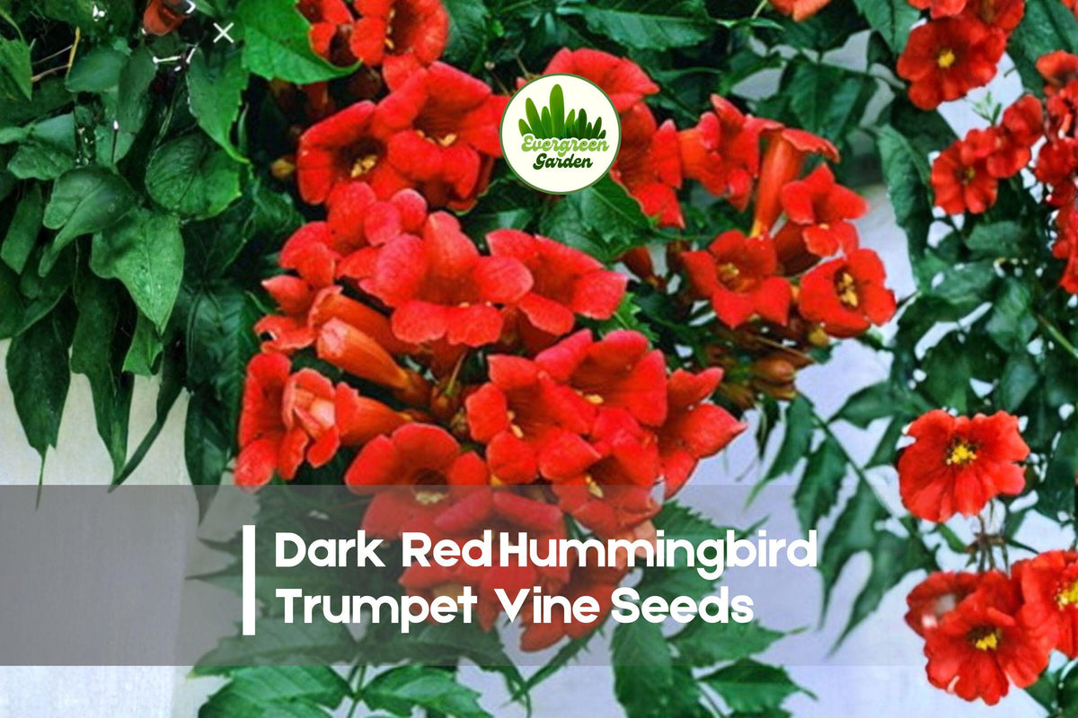 20 Dark Red Trumpet Vine Seeds | Climbing Flowering Vine for Hummingbirds | Campsis radicans